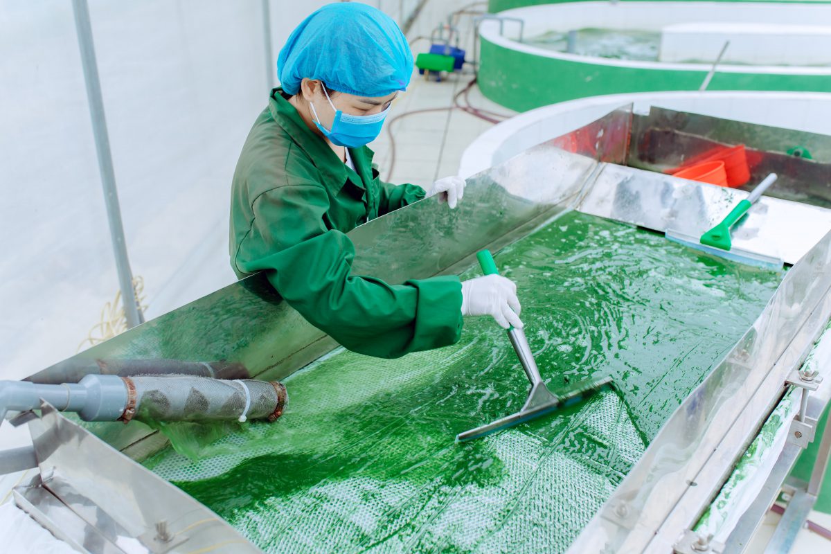 Những điểm lưu ý khi nuôi trồng tảo xoắn Spirulina cho các cơ sở sản xuất vừa và nhỏ